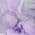 Purple color or pattern variation