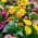 Assorted color or pattern variation