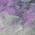 Purple color or pattern variation