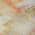 Coral color or pattern variation