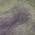Plum color or pattern variation