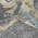 Gray color or pattern variation