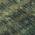 Fern color or pattern variation