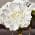 White color or pattern variation