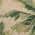 Clay / Green color or pattern variation