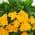 Yellow color or pattern variation