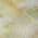 Green color or pattern variation