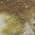 Brown color or pattern variation