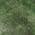 Green color or pattern variation