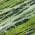 Green color or pattern variation
