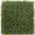 Zoysia Grass color or pattern variation