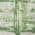 Green color or pattern variation
