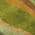 Green color or pattern variation