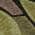 Black color or pattern variation