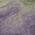 Plum color or pattern variation