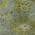 Fern color or pattern variation