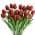 Red color or pattern variation