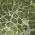 Olive color or pattern variation