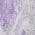 PURPLE color or pattern variation