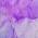 Purple color or pattern variation