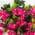 Pink color or pattern variation