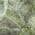 Green color or pattern variation