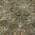 Olive color or pattern variation