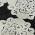 Black color or pattern variation