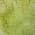 Green color or pattern variation