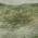 Green color or pattern variation