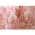 Pink color or pattern variation