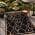 Brown and Black color or pattern variation