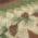 Brown and Green color or pattern variation
