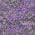 Purple color or pattern variation