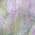 Purple color or pattern variation