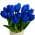 Blue color or pattern variation
