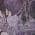 Purple color or pattern variation