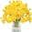 Yellow color or pattern variation
