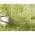 Light Green color or pattern variation