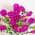 Fuchsia color or pattern variation