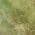 Green color or pattern variation
