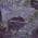 Purple color or pattern variation