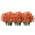 Orange color or pattern variation