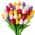 Multi-Colored color or pattern variation