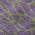 Purple color or pattern variation