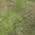 Olive color or pattern variation