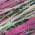 Pink color or pattern variation