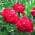 Red color or pattern variation