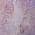 Purple color or pattern variation