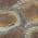 Brown color or pattern variation